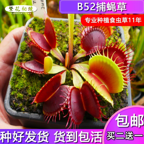 铁塔巨人捕蝇草【夏季直立超大巨夹巨型品种食人花大嘴巴夹子草】