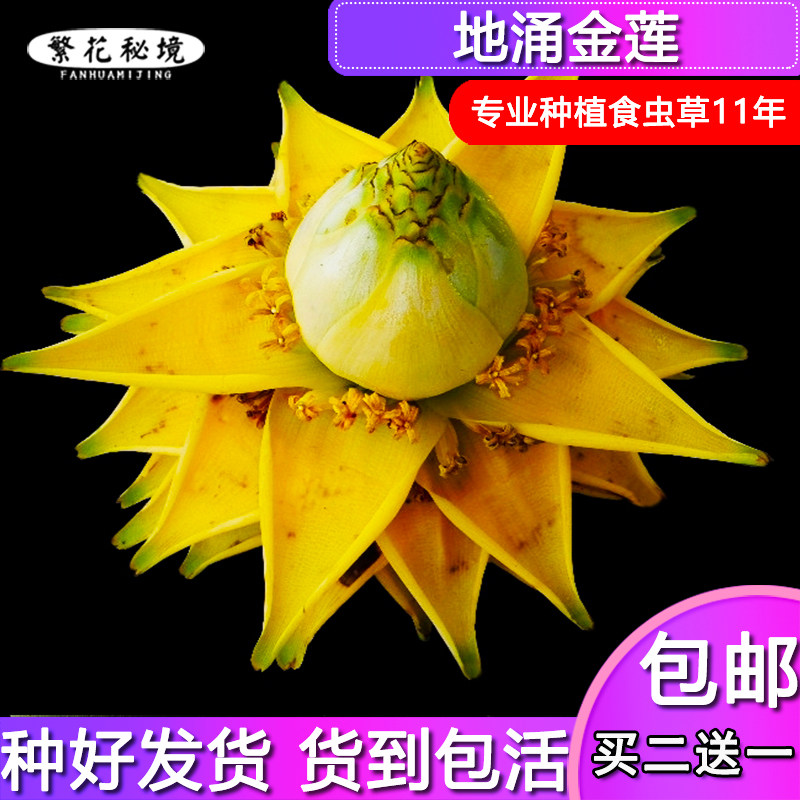 基地直销【地涌金莲】千叶佛莲宝莲灯千瓣莲花趣味绿植大型盆栽