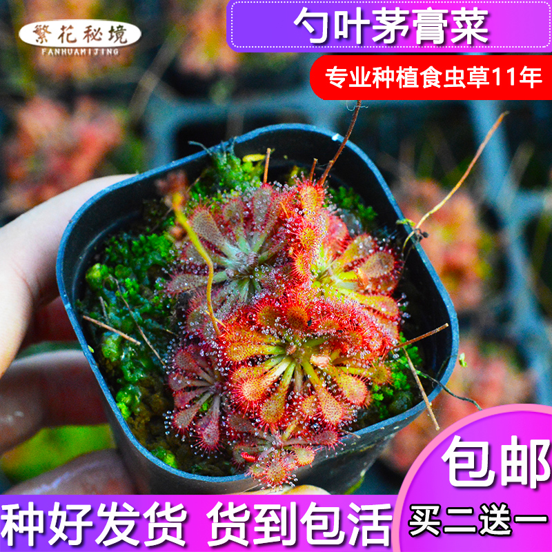 勺叶茅膏菜捕蝇草毛毡苔食人花食虫植物桌面迷你可爱盆栽粘飞虫子