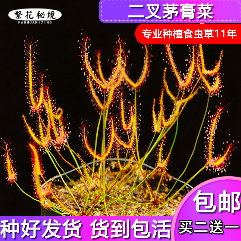 二叉虫子食人花毛毡苔茅膏菜