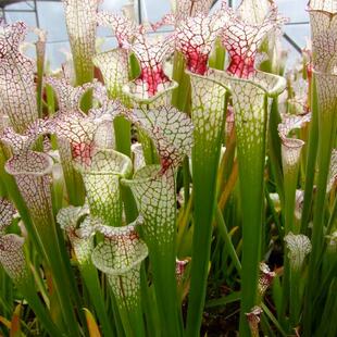 红喉白瓶子草Sarracenia leucophylla SL61 ACRed stripe throat