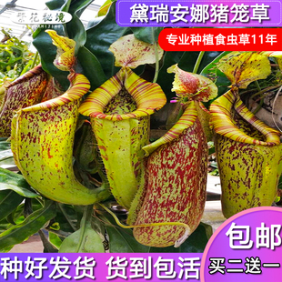 黛瑞安娜猪笼草【大型食人花捕蝇草扑蝇草桌面绿植吊篮】