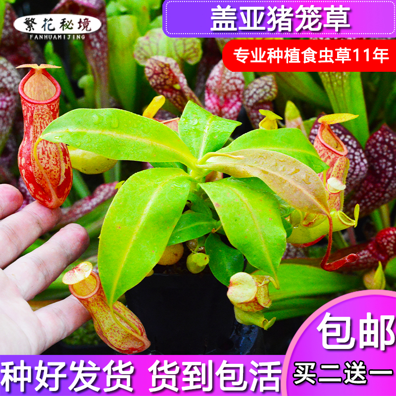 盖亚猪笼草【大型食人花巨型扑蝇草吊篮盆栽绿植驱蚊草】