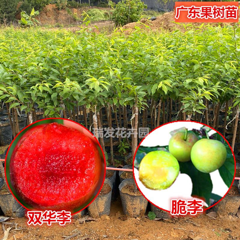 广东果树苗李子树苗正宗嫁接三华李树苗早熟脆红李苗庭院种植四季