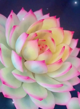 Cc手作原创树脂黏土仿真多肉植物莲花座永生不凋创意精美摆件生日