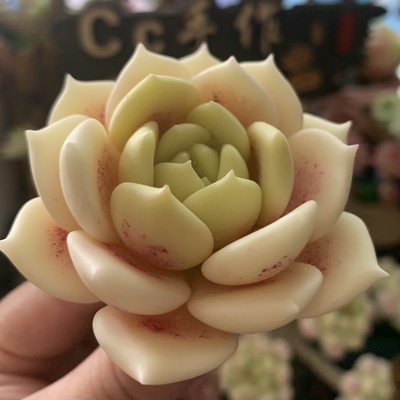 原创手工多肉天鹅绒月影礼物摆件