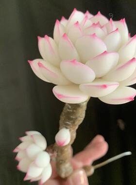 Cc原创树脂黏土仿真多肉永生仙气边线女王白麦秆盆栽办公室桌面摆