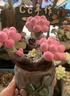 Cc仿真多肉植物成品手工树脂粘土花劳尔桌面室内桃蛋摆件生日礼物