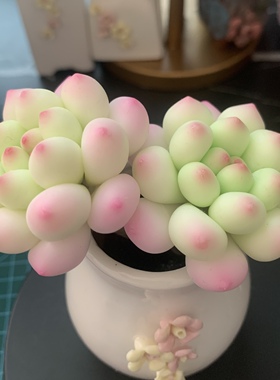 Cc仿真多肉植物成品手工树脂粘土花劳尔桌面室内装饰摆件生日礼物