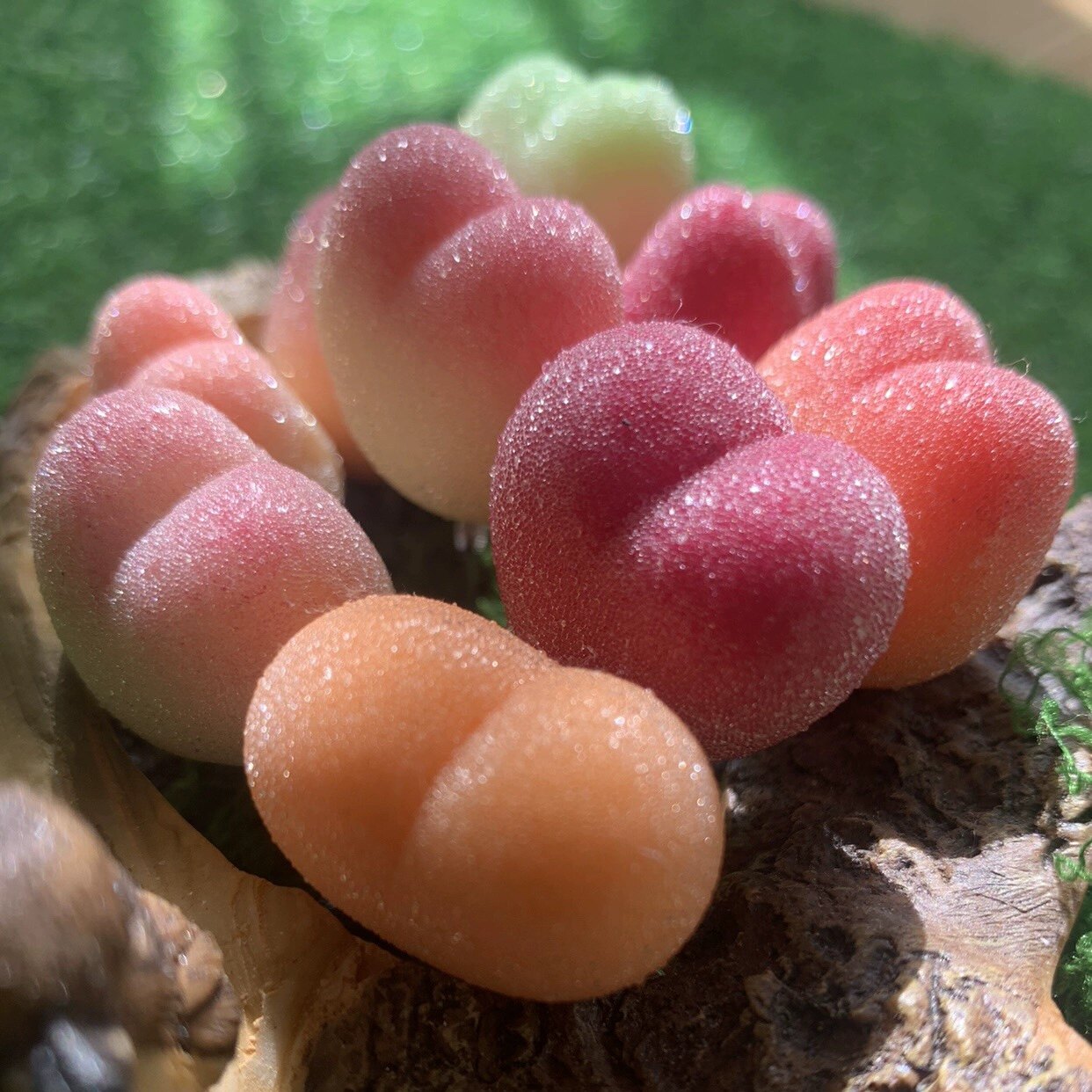 Cc手作树脂黏土仿真多肉植物毛汉尼小兔子碧光环桌面装饰生日礼物