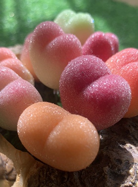 Cc手作树脂黏土仿真多肉植物毛汉尼小兔子碧光环桌面装饰生日礼物