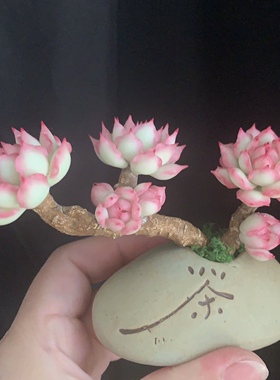 Cc原创迷你树脂黏土仿真多肉玫瑰植物小老桩水晶虾饺汽车摆件生日