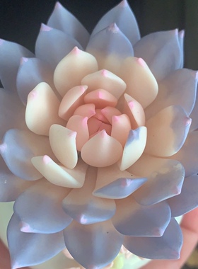 Cc手作原创树脂黏土仿真多肉植物永生不凋仙气精美粉蓝鸟摆件生日