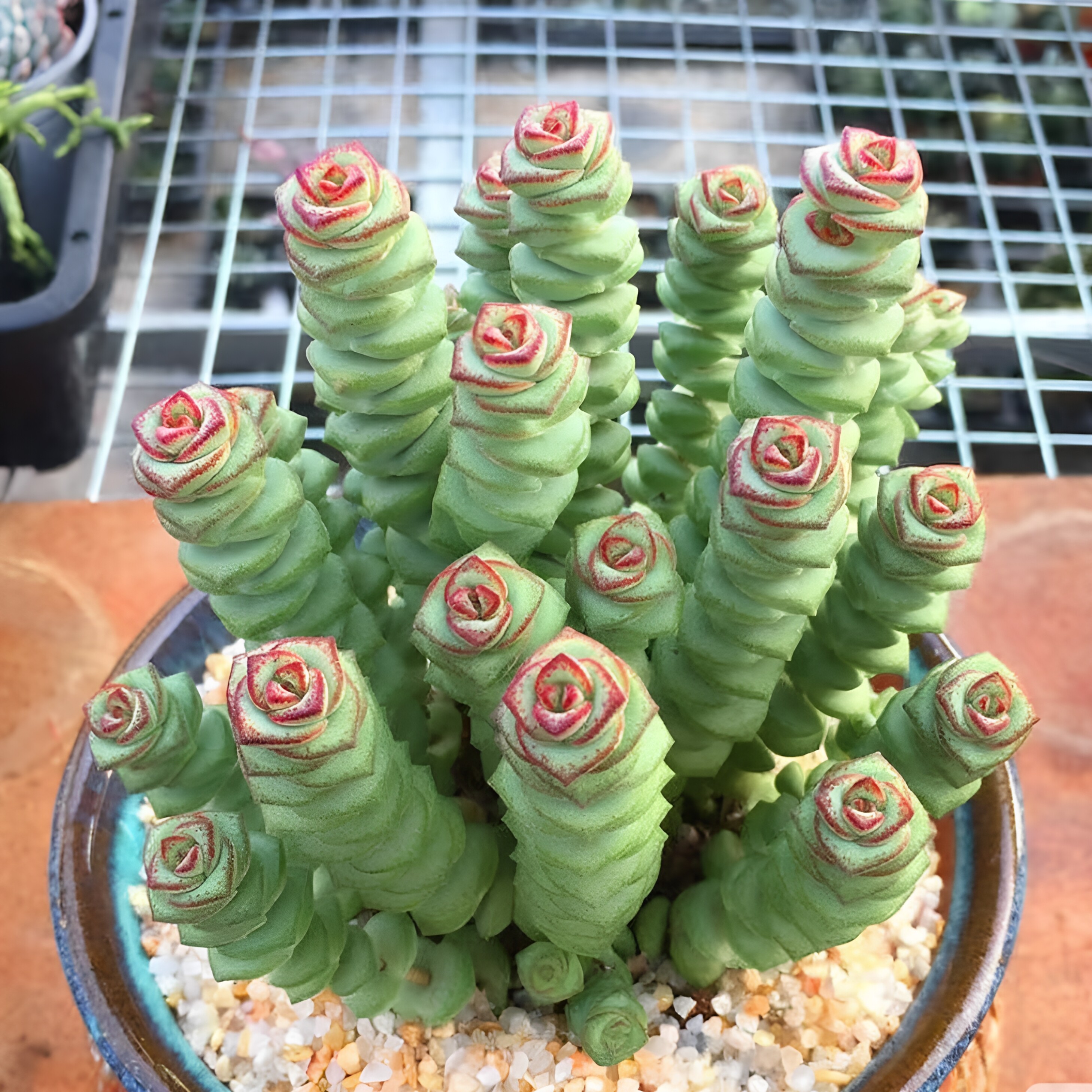 钱串串多肉招财彩色植物室内阳台盆栽花卉绿植钱串子肉肉桌面鲜花