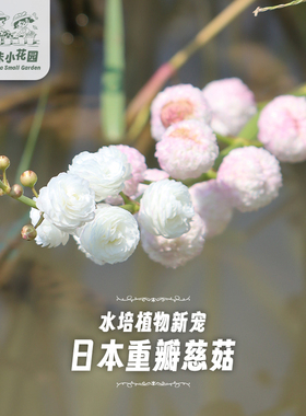 重瓣慈姑 日本观赏花慈姑水上叶水培观赏花卉茨菰养鱼造景水草