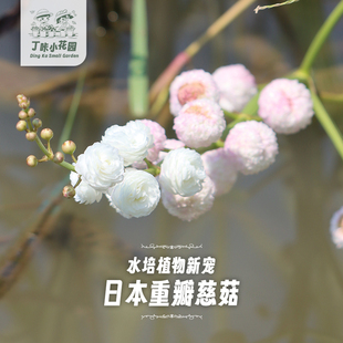 重瓣慈姑 日本观赏花慈姑水上叶水培观赏花卉茨菰养鱼造景水草