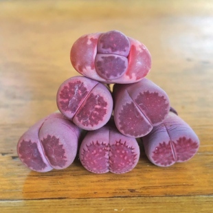 丁咔紫福来紫饼干紫菊紫生石花多肉植物屁屁股花石生花南非