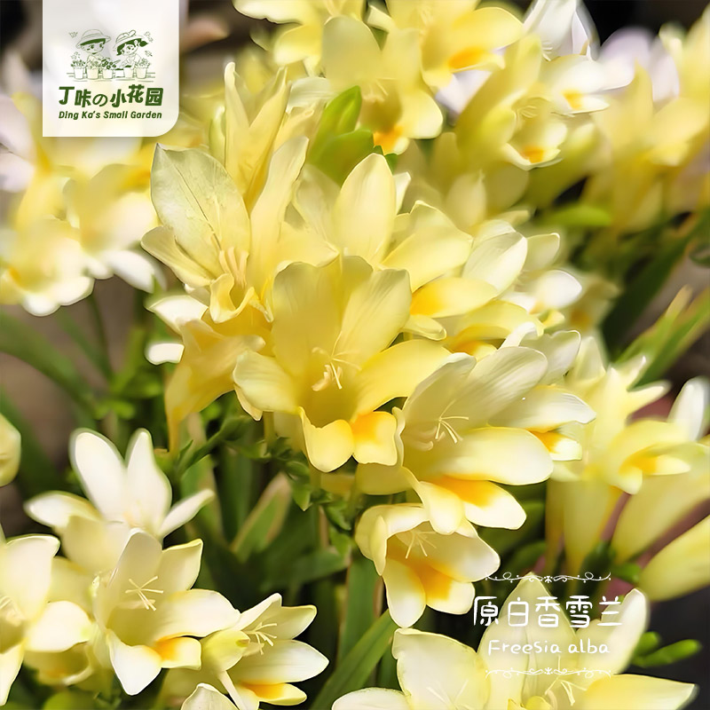 丁咔原生小苍兰白色香雪兰多年生小球根浓香花卉阳台庭院盆栽植物