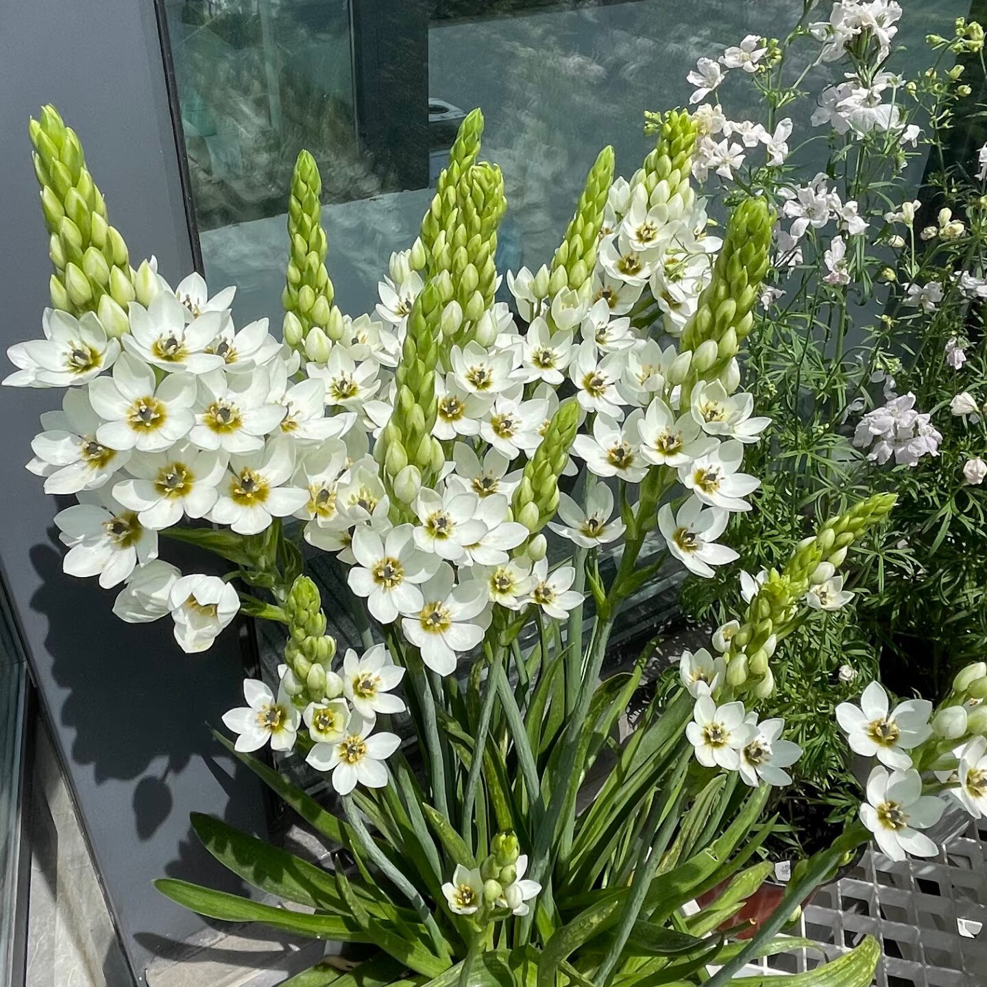 丁咔圣心百合白色种球万年青杜宾虎植物三七海葱四季盆栽种球花卉
