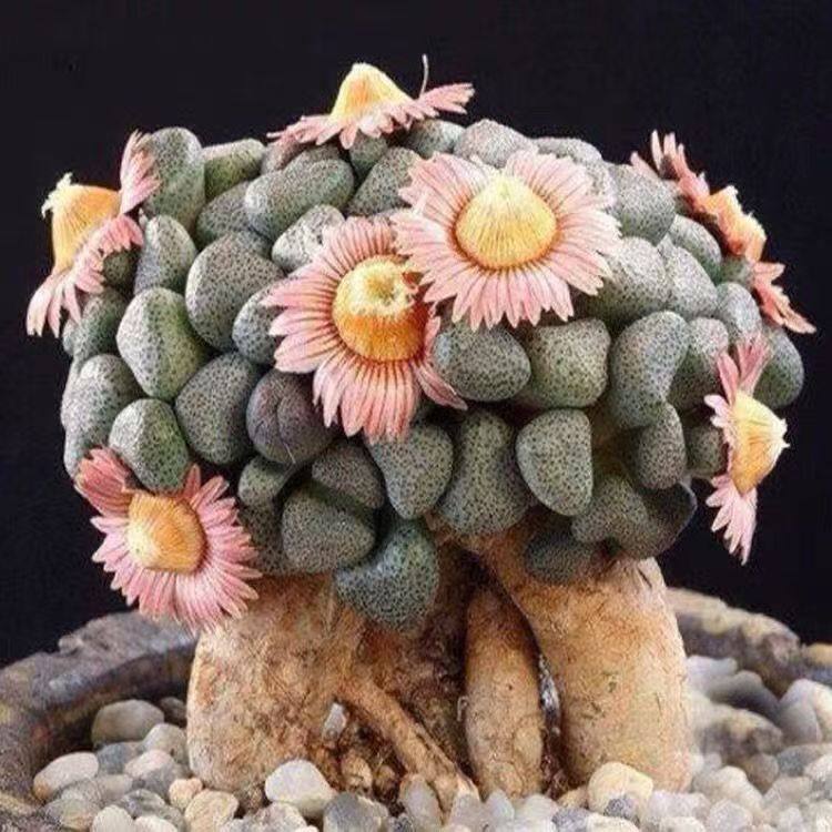 唐扇多肉植物巨大萝卜根盆景造型开花株多年 块根类番杏,鲜花速递/花卉仿真/绿植园艺,多肉植物,淘宝优惠券,粉丝福利购,淘宝优惠卷