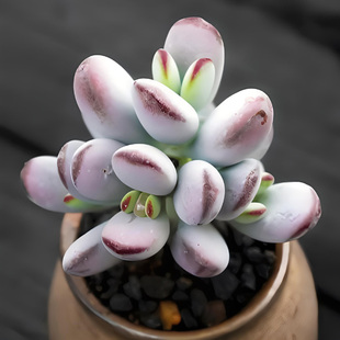 乒乓福娘多肉植物老桩精品大群生萌肉阳台办公室多肉花卉盆栽绿植