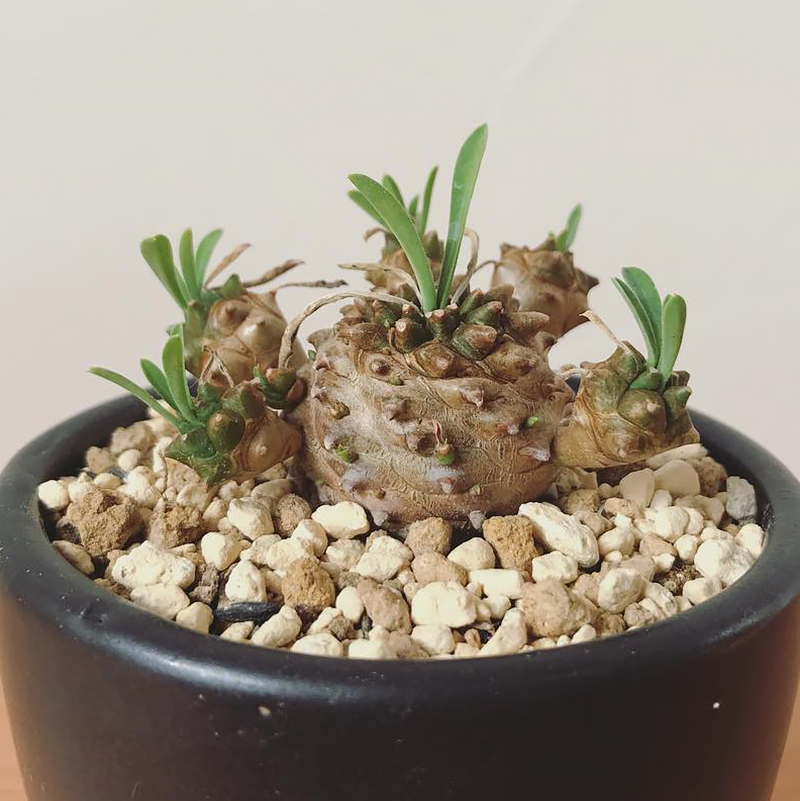 进口多肉植物 铁甲麒麟白桦麒麟峨眉山一物一拍块根 绿植花卉组合