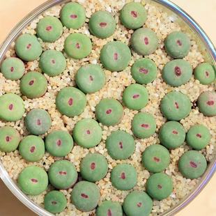 多肉番杏肉锥阳台盆栽好养活屁屁肉锥花小红嘴大型红嘴毛汉尼