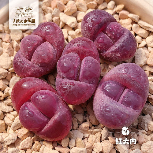 生石花美观屁股花可爱萌有趣