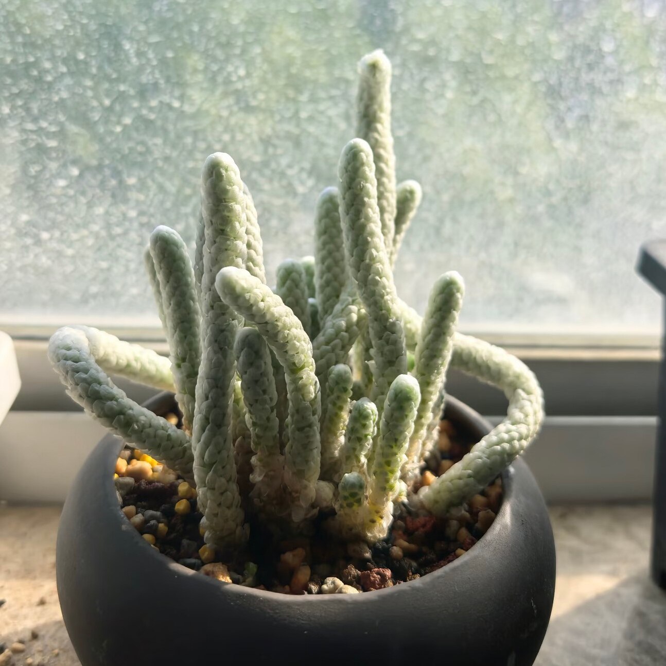 丁咔银蚕多肉植物马齿苋科回欢草属小苗块根花卉小盆栽绿植庭院