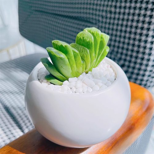 多肉植物翡翠玉扇十二卷