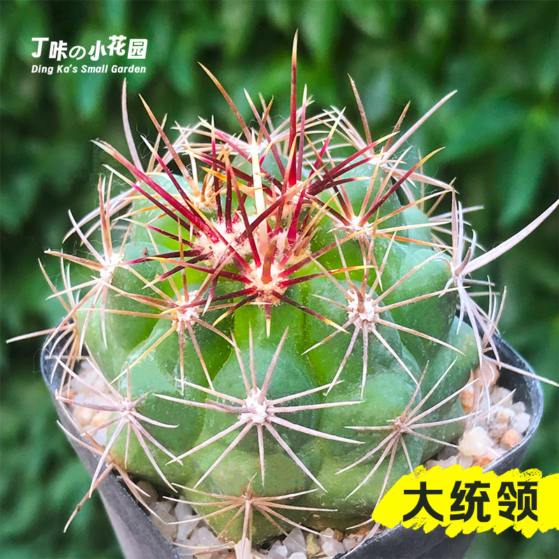 丁咔五彩大统领仙人球瘤玉属多肉植物花卉绿植室内盆栽阳台好养