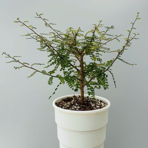 【丁咔】泡泡叶橄榄没药属潮流块根夏型种多肉植物