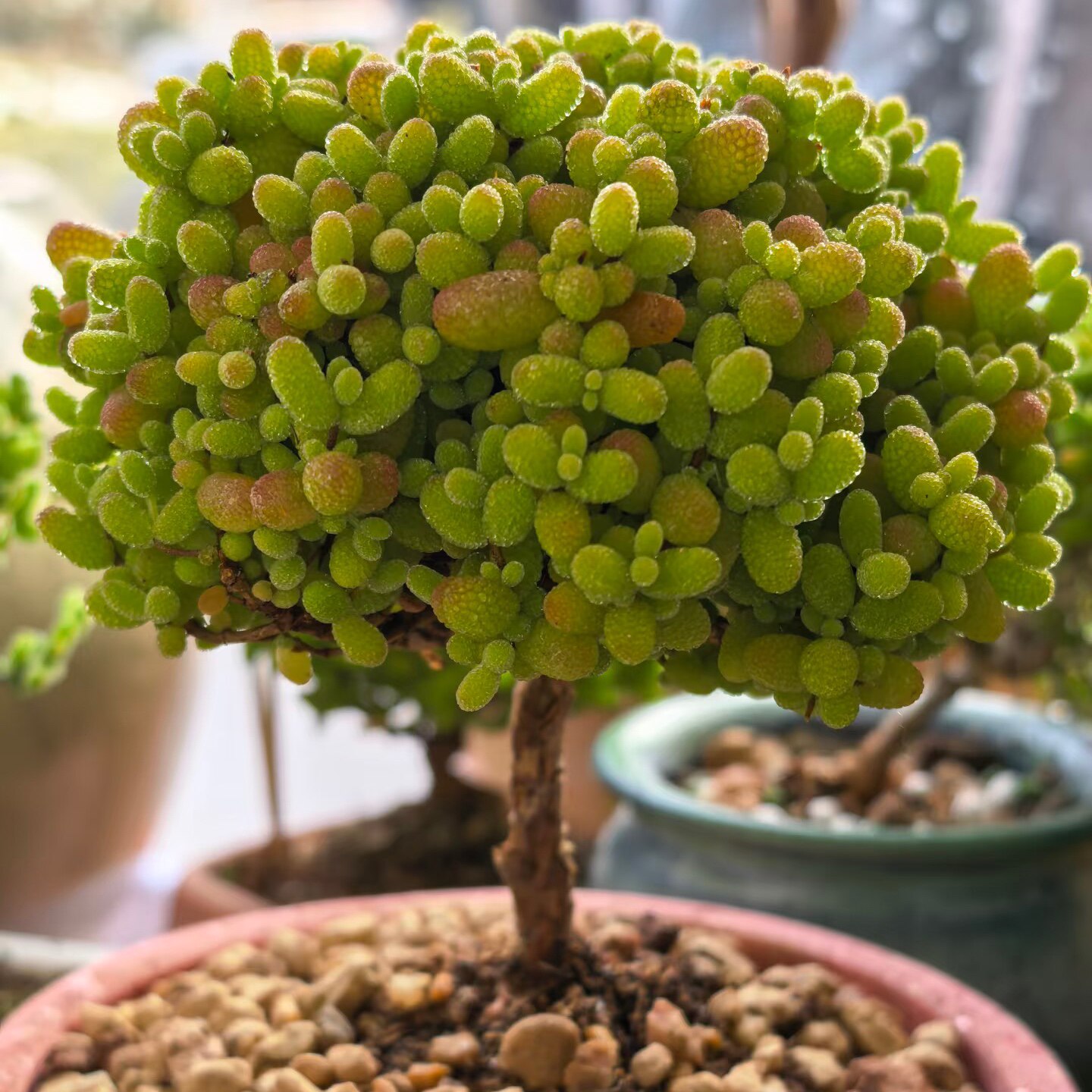 丁咔枝干番杏金桔多肉植物室内花卉老桩可爱趣味好养盆栽办公精品