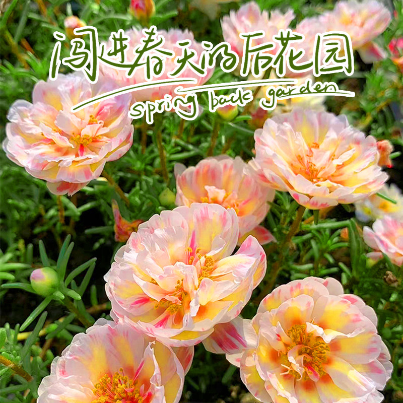 重瓣太阳花大花枝条四季开花盆栽庭院花卉楼顶植物花园阳台易活