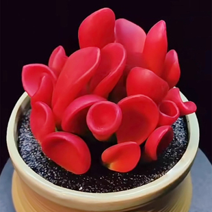 火狐狸多肉植物新品贵货筒叶老桩稀有多肉办公室桌面巨大稀有多肉