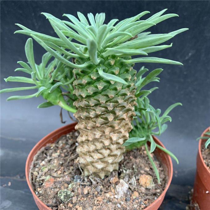 铁甲峨眉山大戟科块根多肉植物