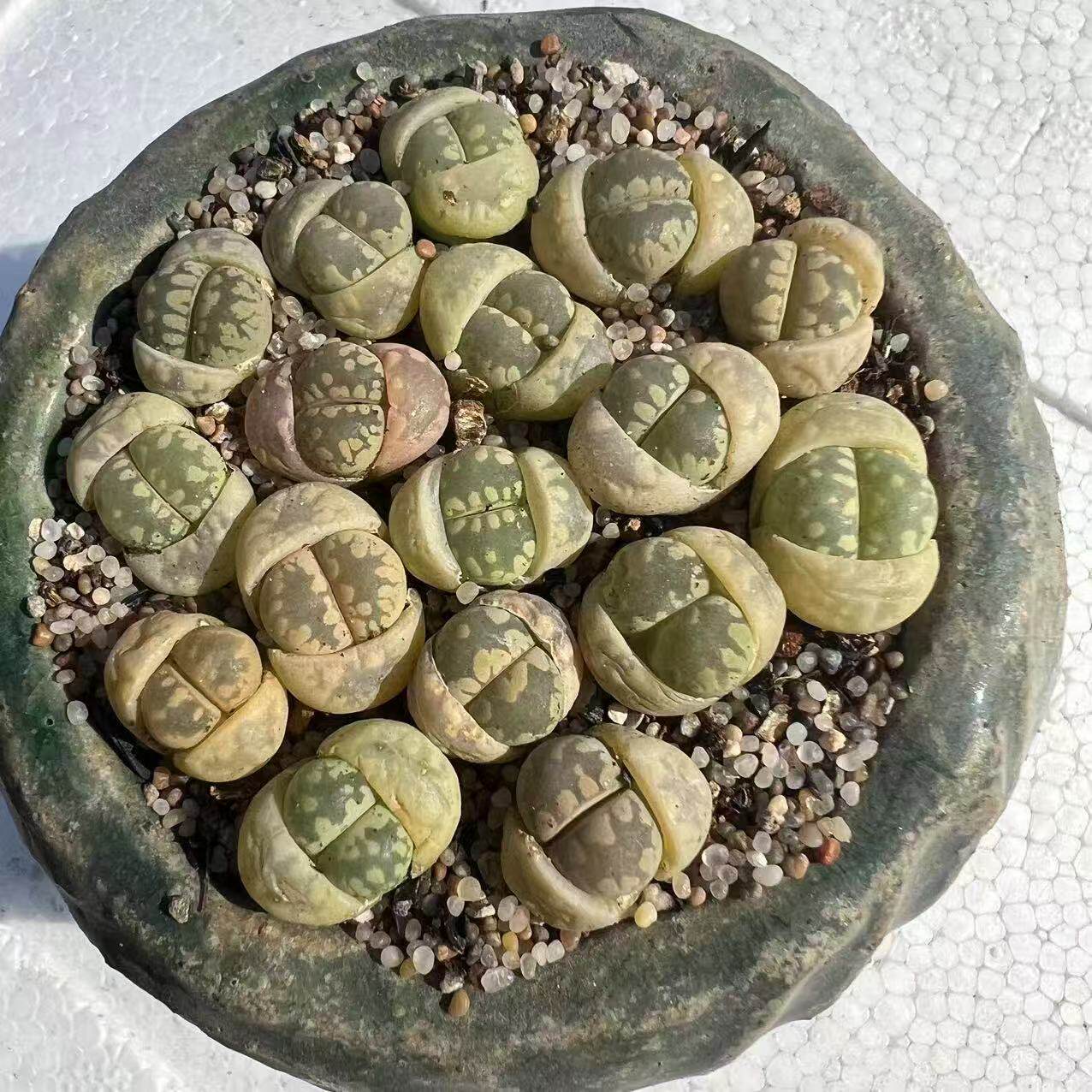 大津绘生石花微景观多肉植物