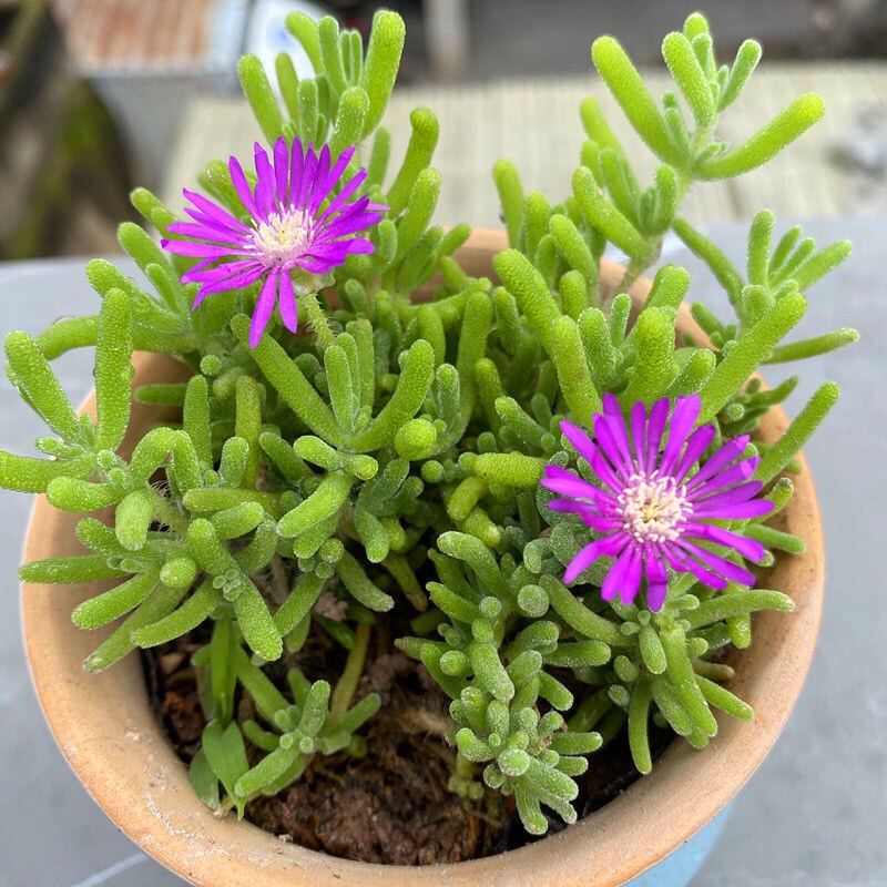 荧光兔枝干番杏 多肉植物绿植新手园艺花卉肉肉办公桌盆栽