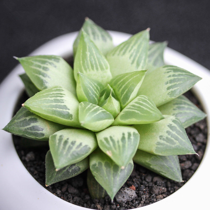 水晶寿 十二卷属玉露多肉植物玉露适合室内新手阳台绿植盆栽