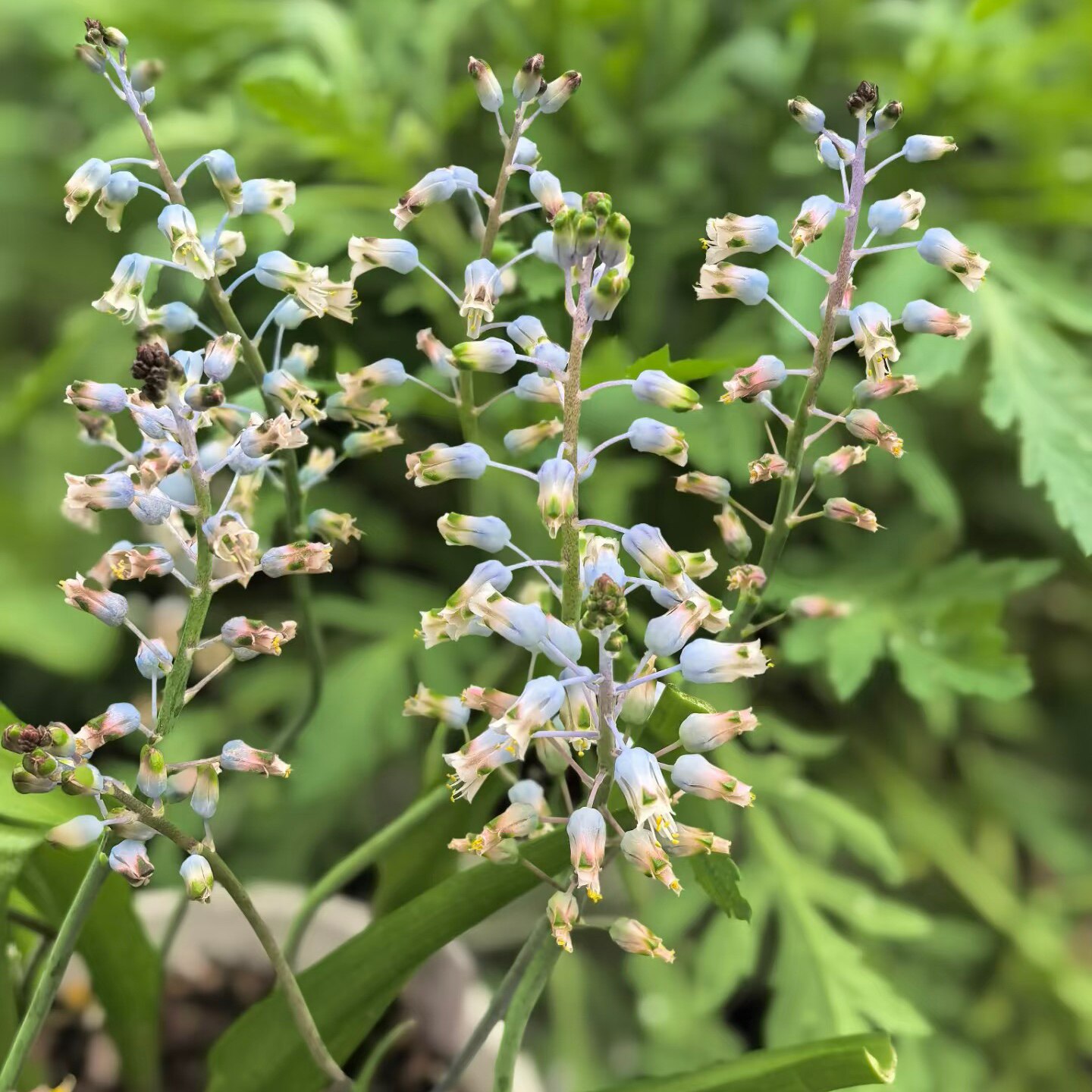 立金花莱特秋植春花盆栽多变阳台多年生易养小球根植物