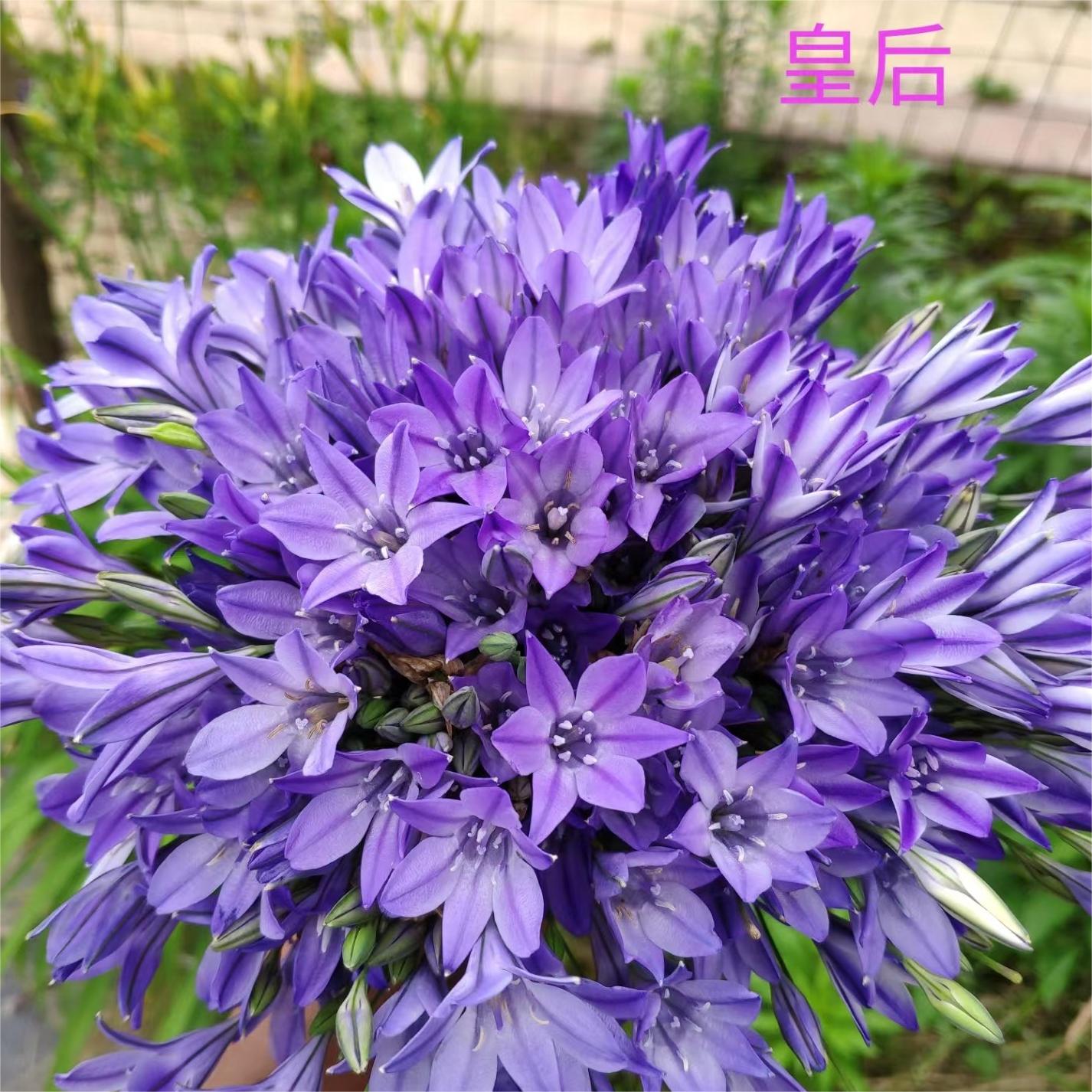 丁咔皇后紫灯花窗台阳台庭院多年生球根植物喜阳盆栽包邮