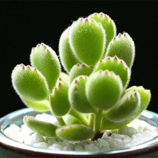 熊童子绿熊老桩组合多肉植物白熊室内多头绿植可爱群生花卉盆栽
