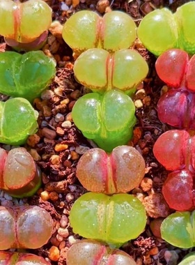 风铃玉多肉植物开花大颗母本好养彩色生石花稀有肉锥趣味组合盆栽