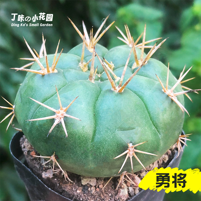丁咔实生勇将仙人球趣味开花白花裸鄂属仙人掌多肉植物桌面盆栽