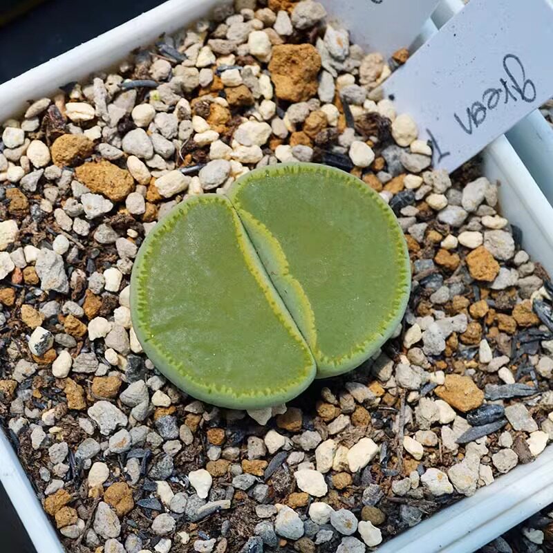 趣味番杏多肉植物绿宝石