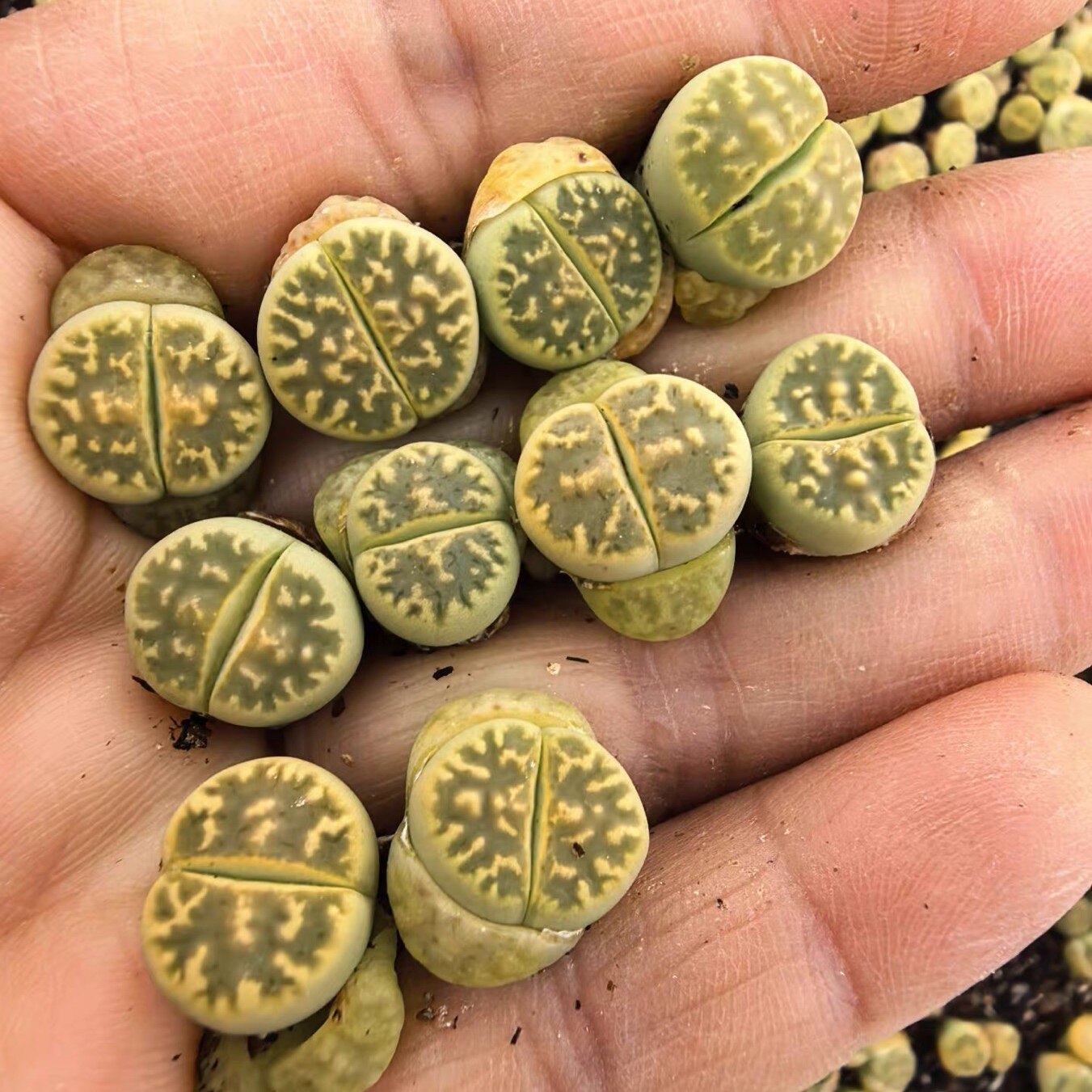 绿朱玄生石花多肉植物花卉绿植盆栽屁股花PP花阳台办公室
