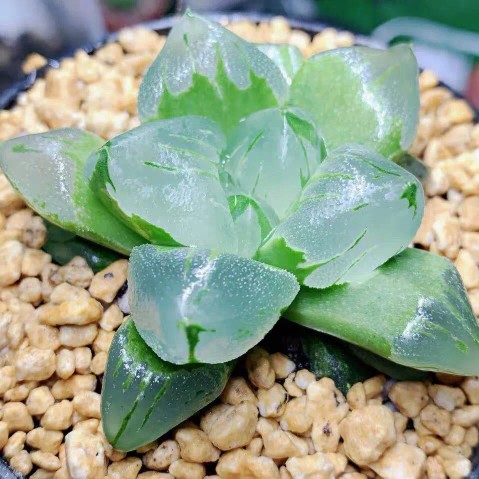 冰城 十二卷属玉露多肉植物玉露适合室内阳台盆栽