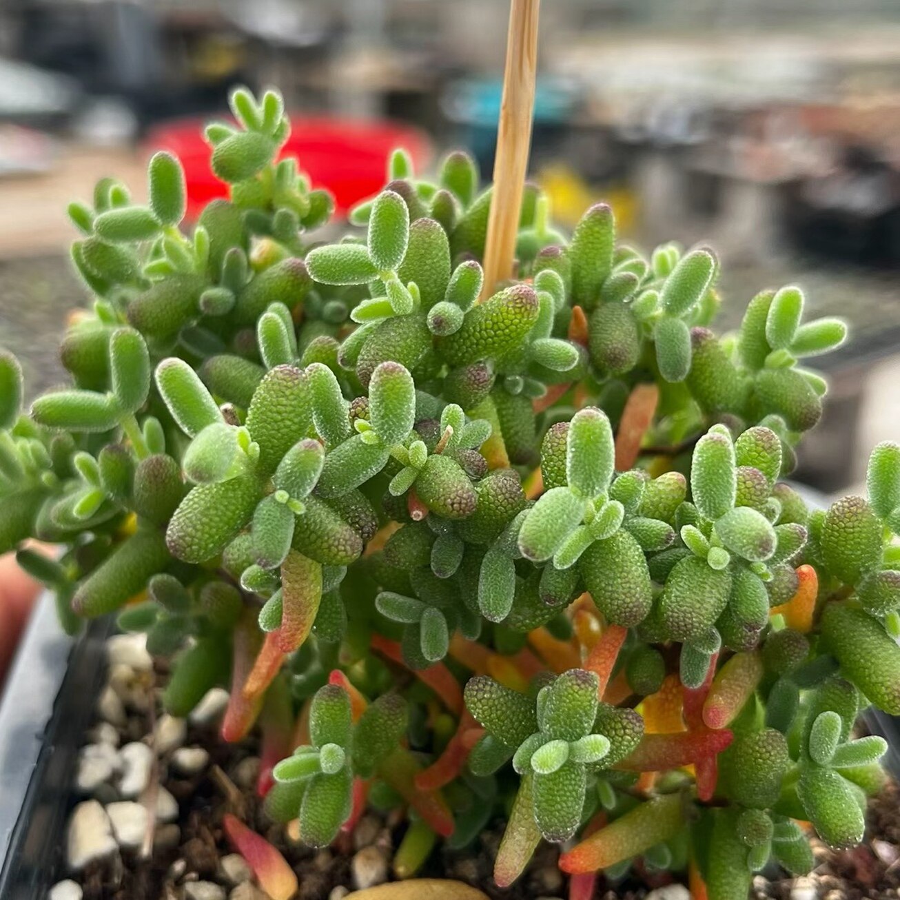 丁咔枝干番杏糖球多肉植物室内花卉老桩可爱趣味好养盆栽办公精品