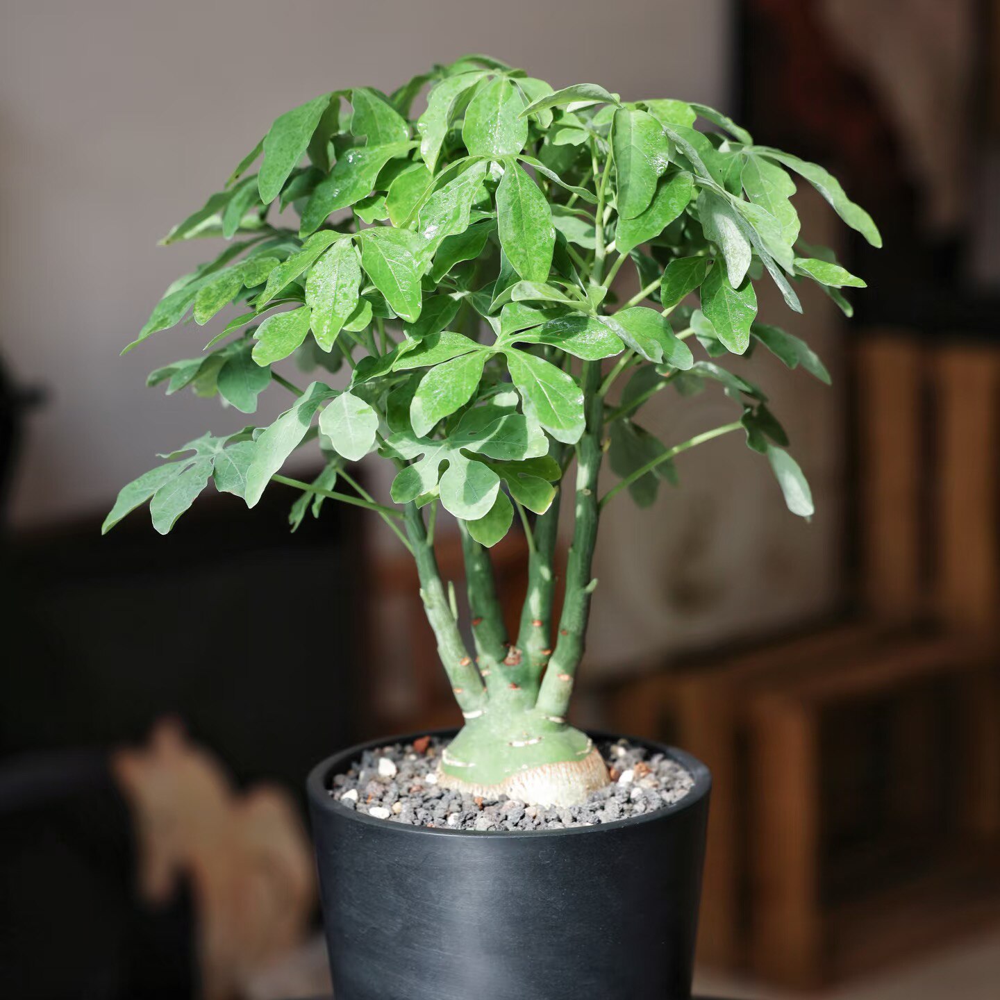 幻蝶蔓潮流盆栽观赏块根多肉珍奇植物阳台绿植