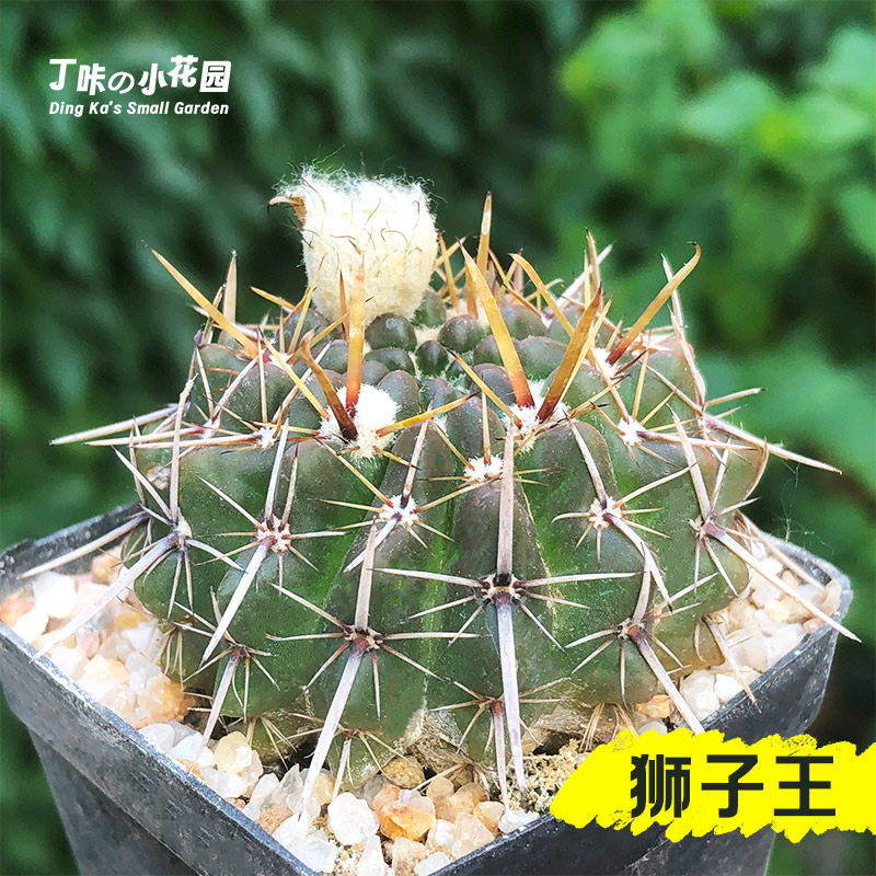 仙人球狮子王实生仙人球多肉植物创意开花仙人掌白刺办公室小盆栽